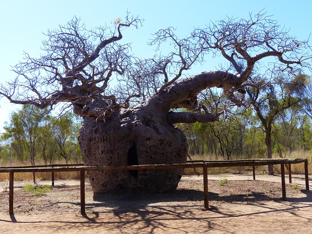 Boab tree